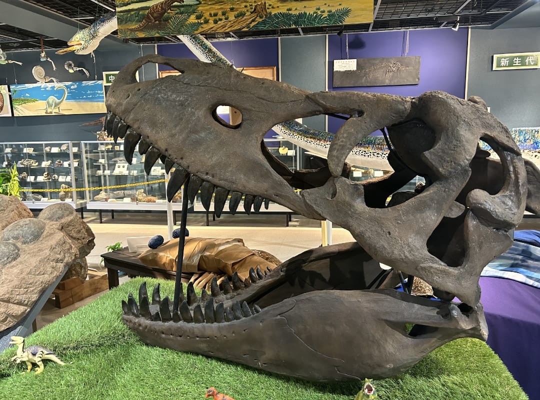タルボサウルスの頭骨標本
