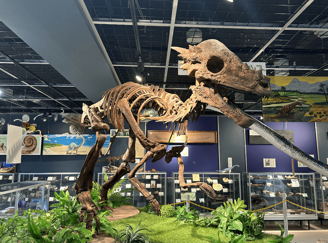 草食恐竜パキケファロサウルスの全身骨格標本